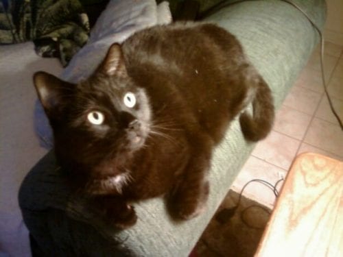 The most adorable black cat sitting on a green couch looking upwards at the camera