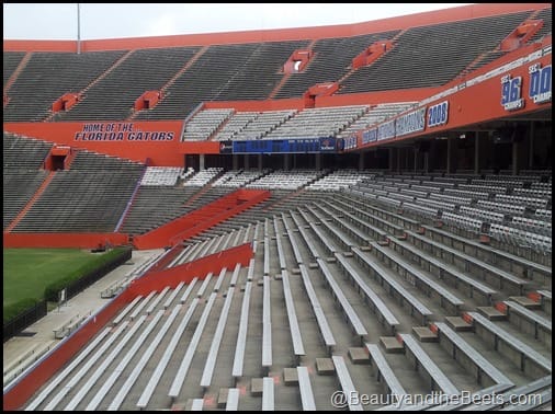 Florida Gators The Swamp