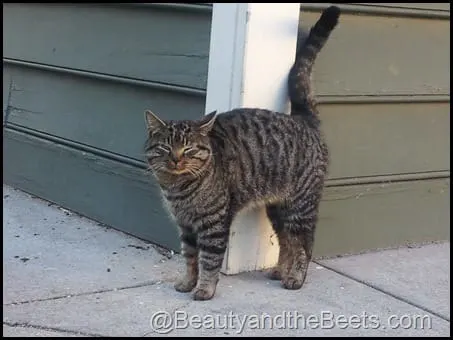 Charleston cat