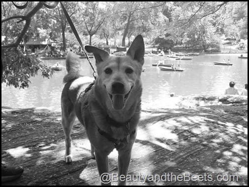 Central Park Beauty and the Beets (2)