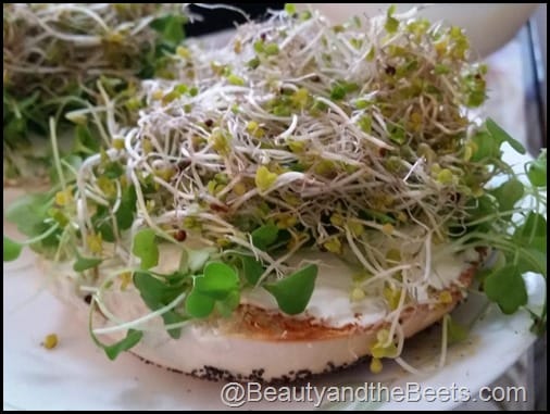 Bagels n' sprouts