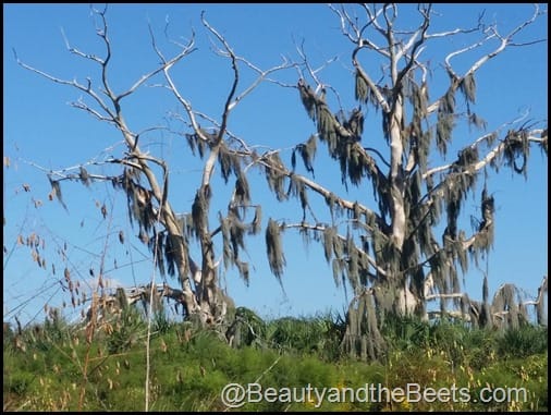 Orlando Airboat Tours Beauty and the Beets (13)