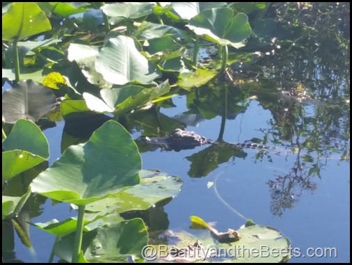 Orlando Airboat Tours Beauty and the Beets (28)