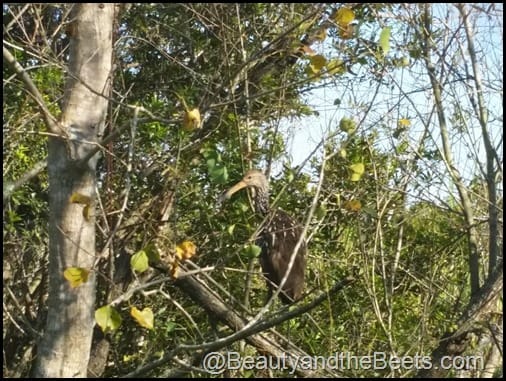 Orlando Airboat Tours Beauty and the Beets (33)