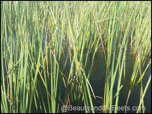 Orlando Airboat Tours Beauty and the Beets (34)