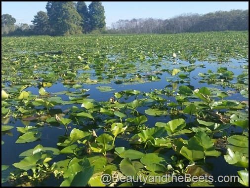 Orlando Airboat Tours Beauty and the Beets (36)