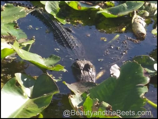 Orlando Airboat Tours Beauty and the Beets (42)