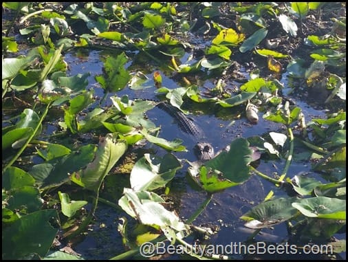 Orlando Airboat Tours Beauty and the Beets (48)