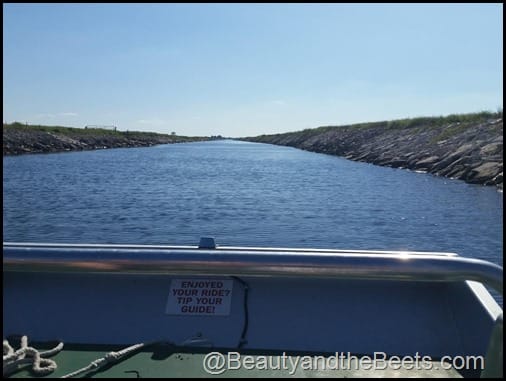 Orlando Airboat Tours Beauty and the Beets (9)