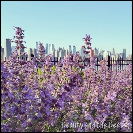 Flowers in bloom in New York City Beauty and the Beets