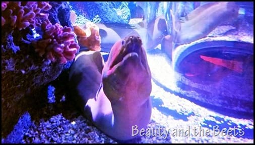 Moray Eels SEA Life Orlando Beauty and the Beets