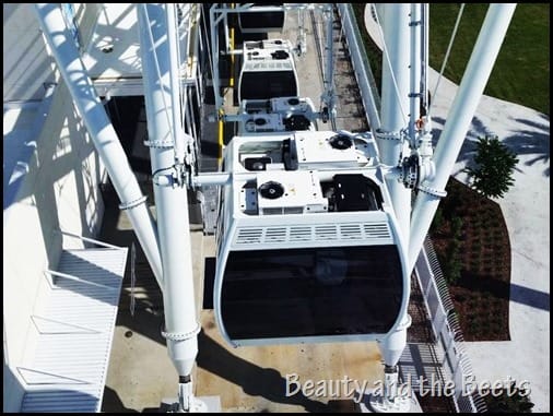 The Orlando Eye wheel Beauty and the Beets (3)