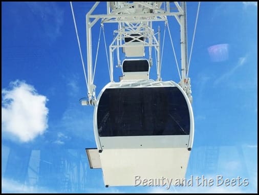 The Orlando Eye wheel Beauty and the Beets (6)