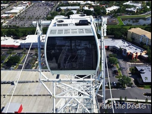 The Orlando Eye wheel Beauty and the Beets (7)