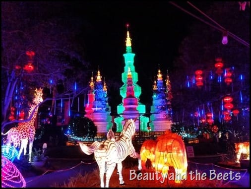 Zoominations Tampa Lowry Park Zoo Beauty and the Beets