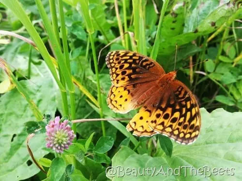 Butterfly Clingmans Dome Beauty and the Beets