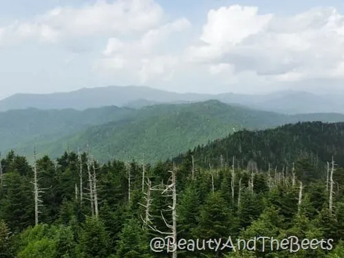 Smoky Mountains Beauty and the Beets