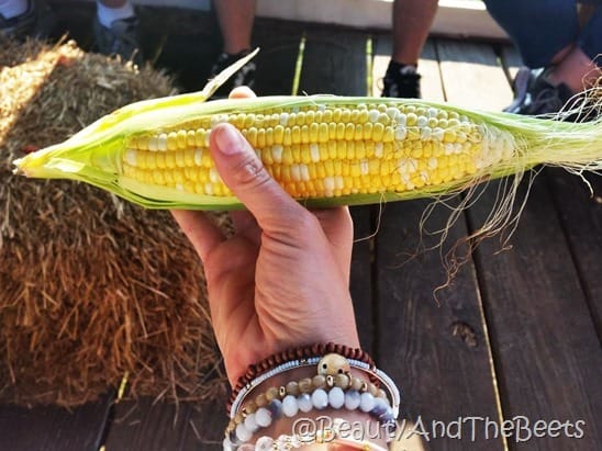 Fresh Corn Long and Scott Farms Zellwood Beauty and the Beets