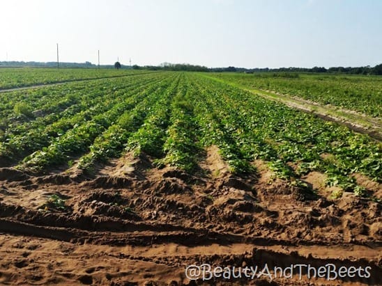 Long and Scott Farm Zellwood Beauty and the Beets