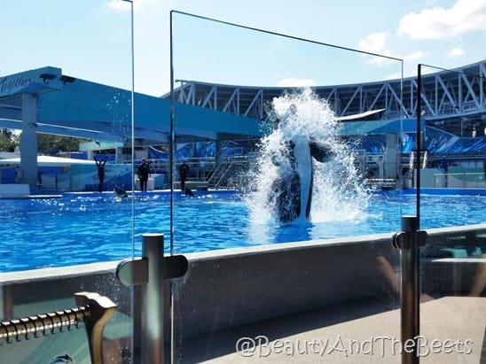 Lunch with Shamu at Sea World Orlando Beauty and the Beets