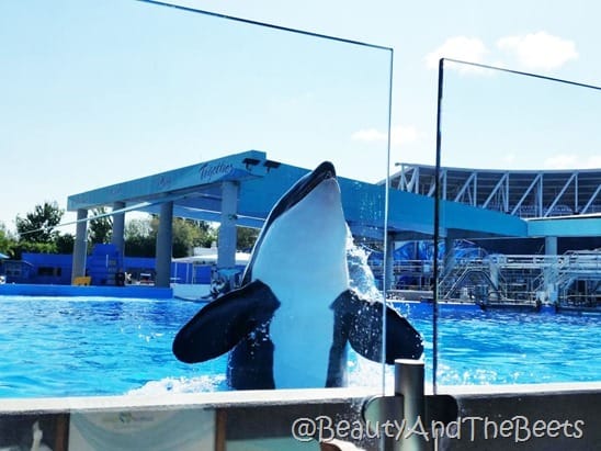 Sea World Orlando Dine with Shamu Beauty and the Beets