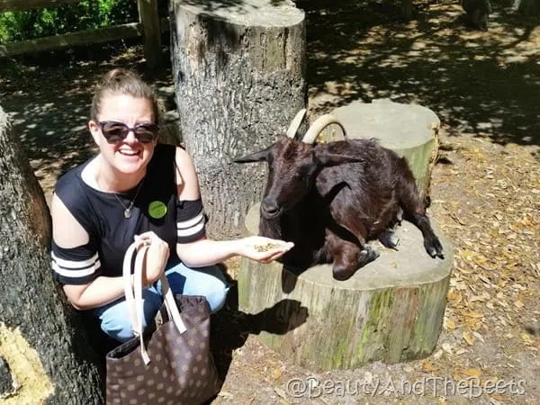 Abby the goat Magnolia Plantation Beauty and the Beets