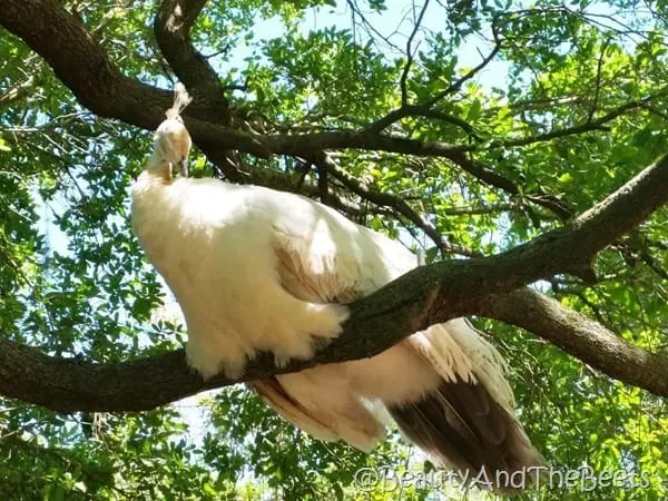 Albino peacock Magnolia Plantation Beauty and the Beets