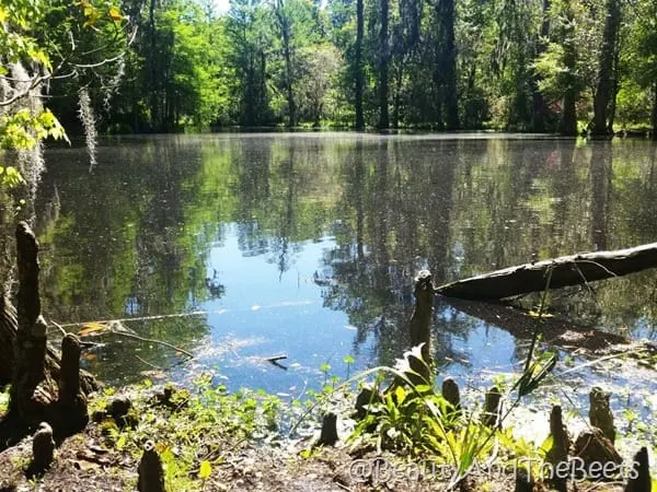 Cypress knees Magnolia Plantation Beauty and the Beets