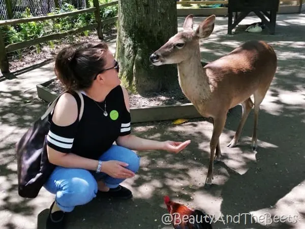 Gracie deer Magnolia Plantation Beauty and the Beets