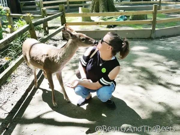 Gracie the doe Magnolia Plantation Beauty and the Beets