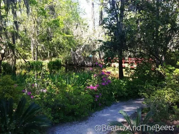 Japanese gardens Magnoia Plantation Beauty and the Beets