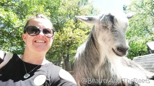 Lilly the Billy goat Magnolia Plantation Beauty and the Beets