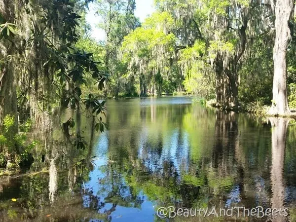 Magnolia Plantation Charleston Beauty and the Beets