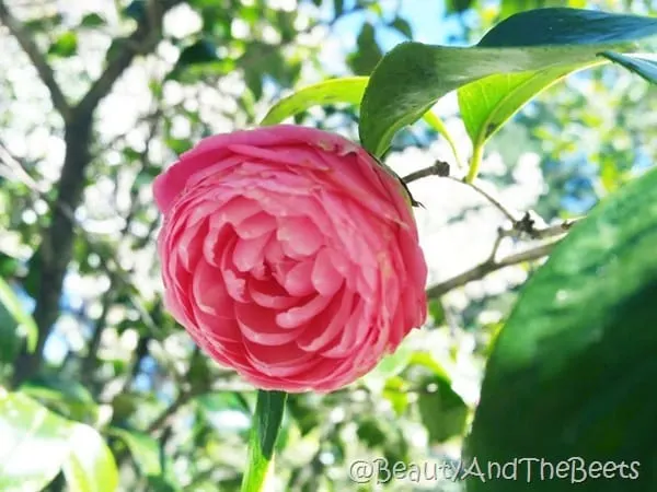 Magnolia Plantation Gardens Beauty and the Beets (1)