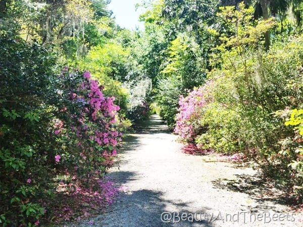 Magnolia Plantation Gardens Beauty and the Beets (4)