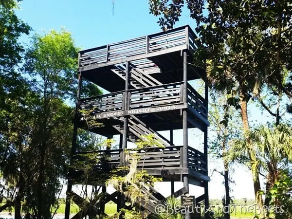 Magnolia Plantation Gardens Wildlife Tower Beauty and the Beets