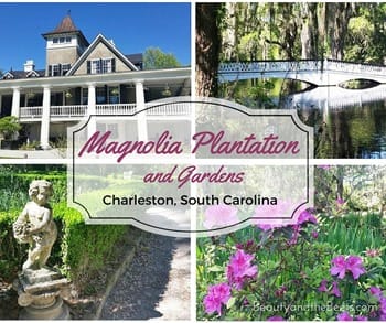 Magnolia Plantation and Gardens Beauty and the Beets (1)