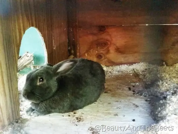 Magnolia Plantation black bunny Beauty and the Beets