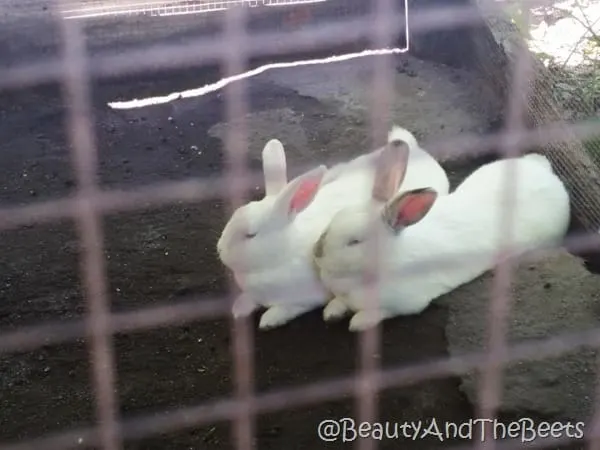 Magnolia Plantation bunnies Beauty and the Beets