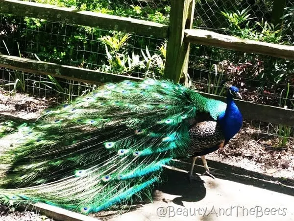 Magnolia Plantation peacock Beauty and the Beets