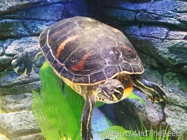 Sea Life Aquarium Orlando Beauty and the Beets