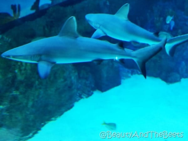 Sea Life Orlando sharks Beauty and the Beets