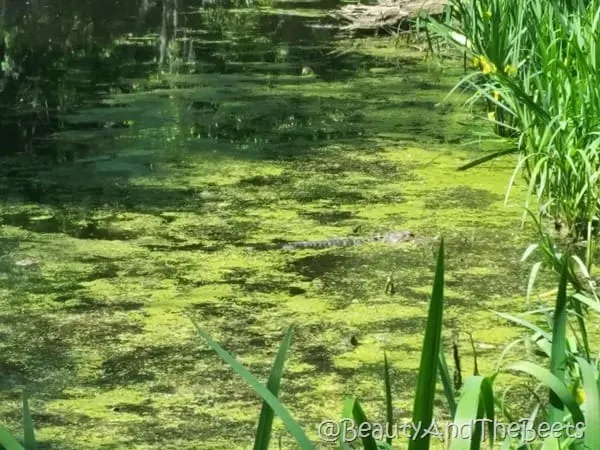 alligator Magnolia Plantation Beauty and the Beets