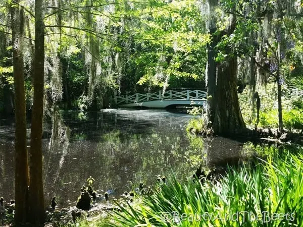 bridges Magnolia Plantation Beauty and the Beets