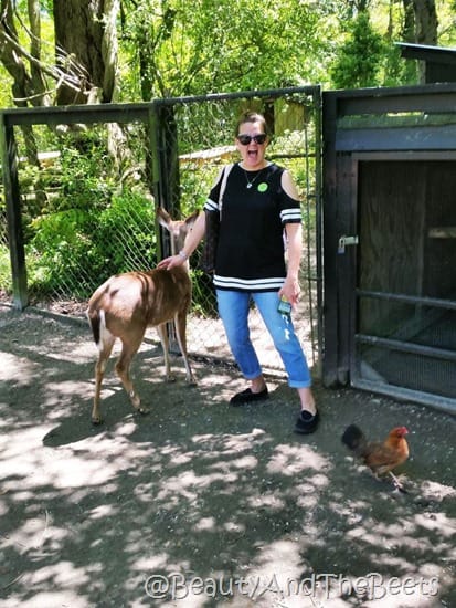 deer and roosters Magnolia Plantation Beauty and the Beets