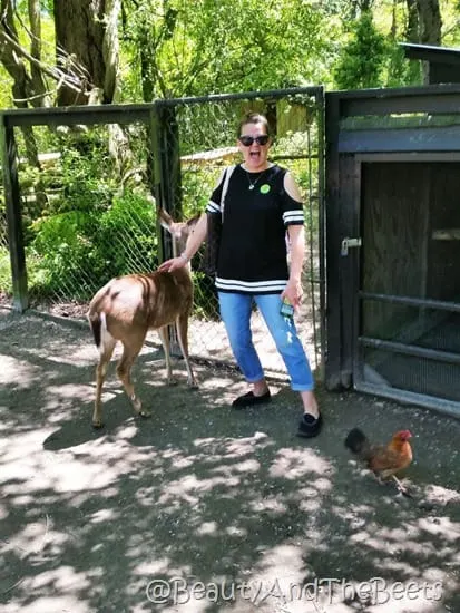 deer and roosters Magnolia Plantation Beauty and the Beets