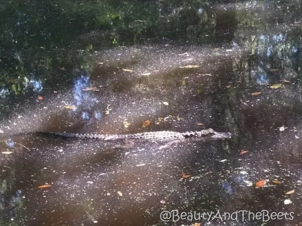 gator swimming Magnolia Plantation Beauty and the Beets