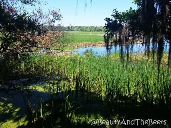 swamp and rice fields Magnolia Plantation Beauty and the Beets