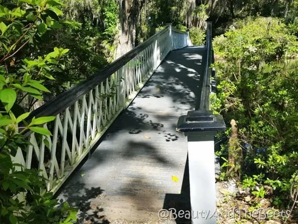 white bridges Magnolia Plantation Beauty and the Beets