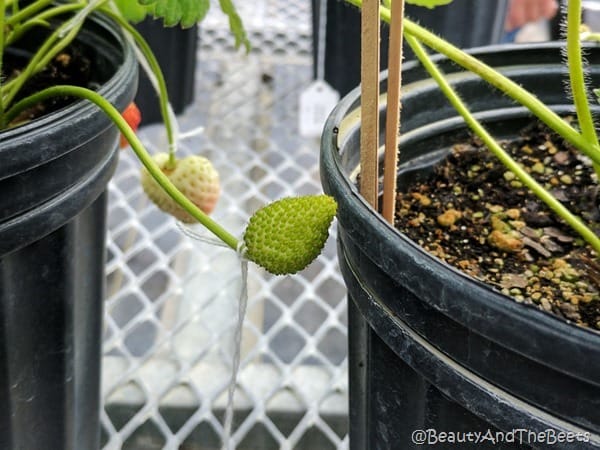 Early strawberry GCREC Beauty and the Beets